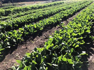 Farm Takano 冬野菜収穫真っ最中 水戸